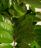 Zamia Plant / ZZ plant